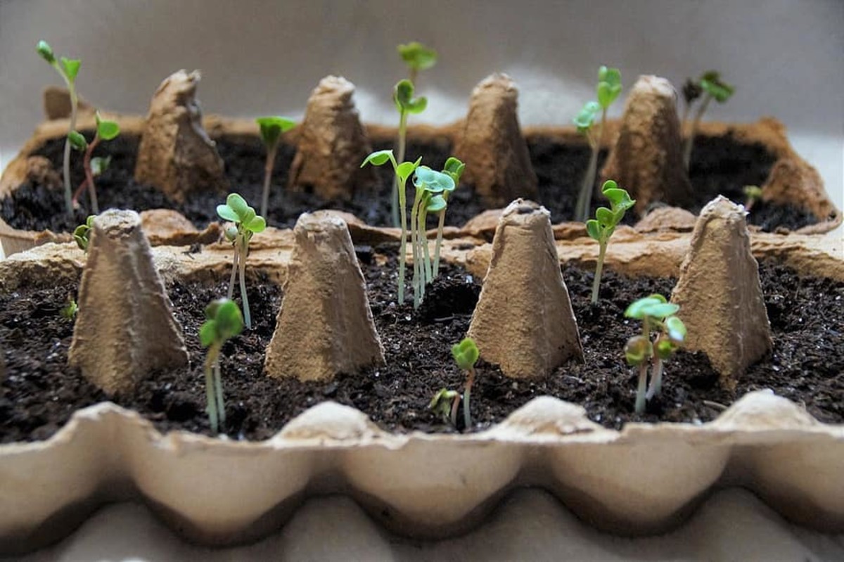 Small, green plants growing from a recycled egg carton packed with dirt.