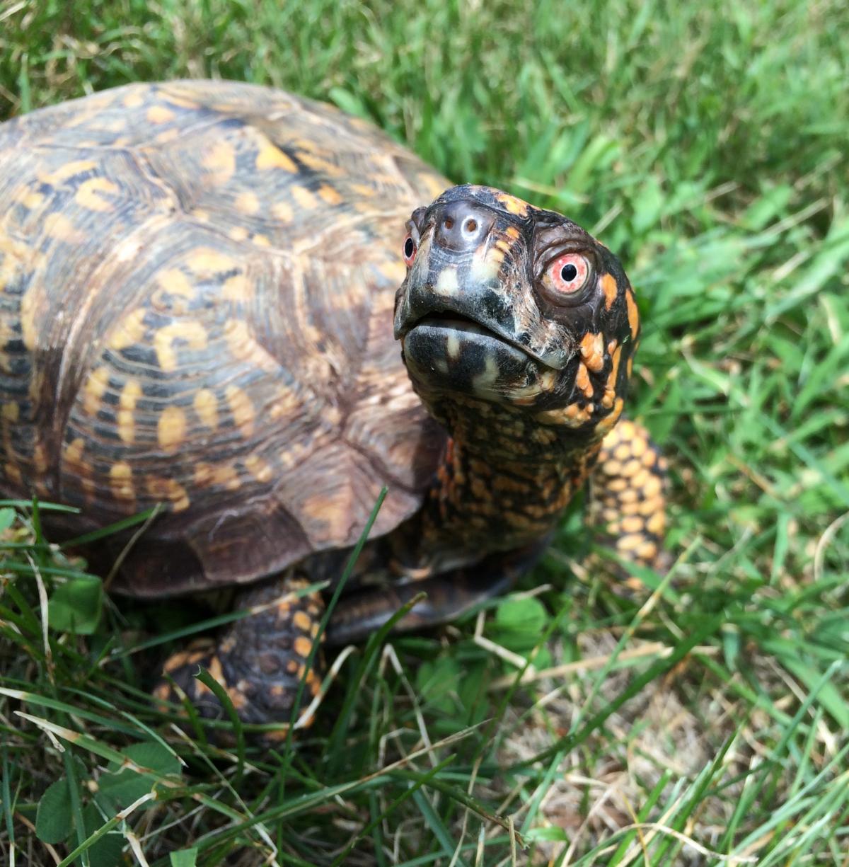 rocky the box turtle